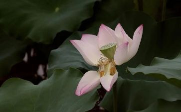 写榴莲的作文400字8篇