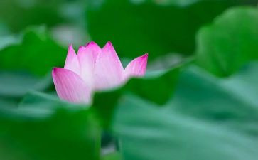 写莲花湖的作文7篇