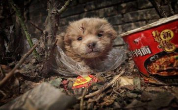 流浪地球,读后感6篇