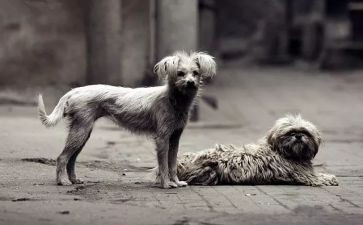 喂流浪猫心得优质8篇