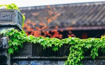 慢生活读后感6篇