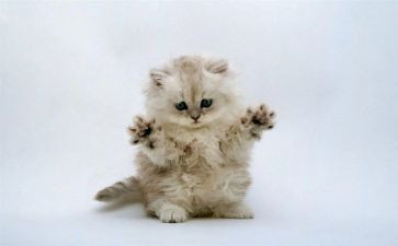 熊猫作文400字通用8篇