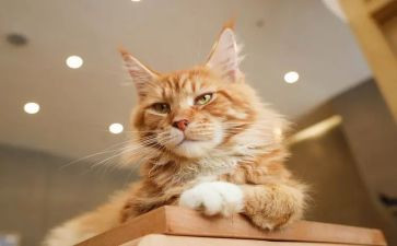 鲁迅狗,猫,鼠读后感300字7篇