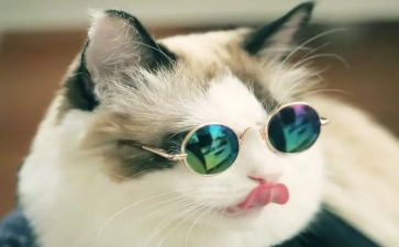 小老鼠画猫大班音乐教案5篇