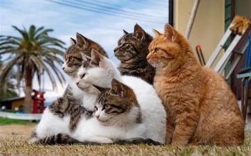 画熊猫作文优秀5篇