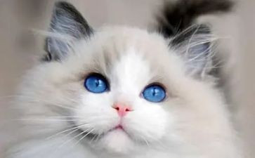 写小猫的优秀作文300字5篇