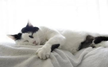 关于猫的演讲稿600字8篇