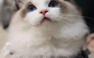 我的猫动物朋友作文300字模板8篇