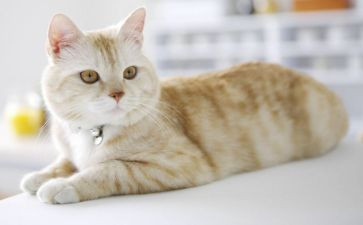 我的小猫作文600字7篇