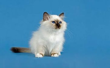 功夫熊猫1的观后感6篇