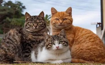 大个子老鼠小个子猫读后感5篇