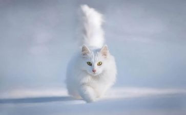 猫和鼠的读后感300字5篇