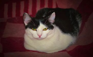 观察小动物猫的作文300字8篇