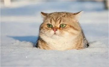 我是一只流浪猫作文7篇