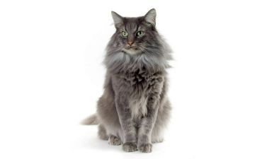 写小猫的优秀作文300字推荐5篇
