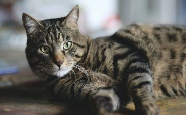 老鼠和猫的读后感优质5篇