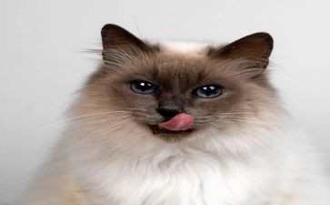 我的猫动物朋友作文500字6篇