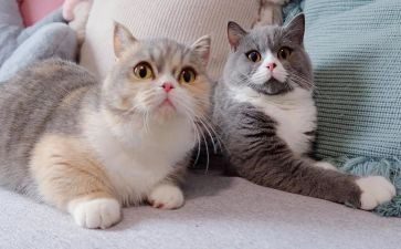 写小猫的优秀作文300字通用7篇