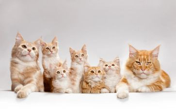 猫的演讲稿300到400字精选7篇