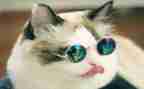 熊猫小学生作文7篇