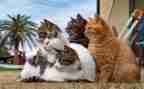 画熊猫作文优秀5篇
