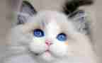 我是猫的读后感400字8篇