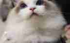 我的猫动物朋友作文300字模板8篇
