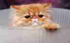 猫和鼠的读后感300字参考6篇