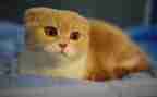 熊猫我作文优质7篇