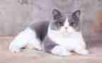 我和我的猫的作文优秀5篇