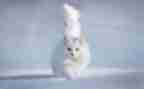 画熊猫的作文6篇