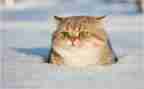 我是一只流浪猫作文7篇