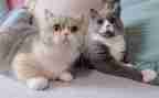 写小猫的优秀作文300字通用7篇