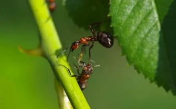 蚂蚁游戏教案8篇