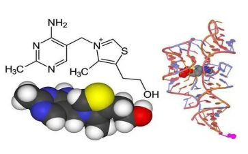 酶的应用教案5篇