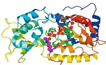 关于酶的调研报告推荐6篇