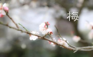 2024张桂梅事迹精选7篇