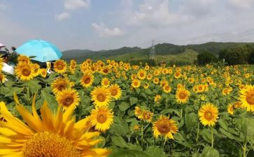 湘教版美术课教案6篇