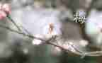 2024张桂梅事迹精选7篇