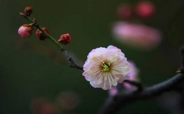 梅花赞作文400字7篇