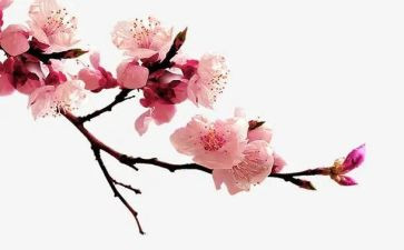 梅花表演讲稿8篇