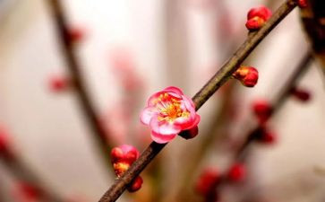 梅花赞作文300字5篇