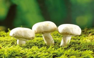 大蘑菇中班教案8篇