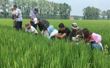 农艺师职称申报个人总结7篇