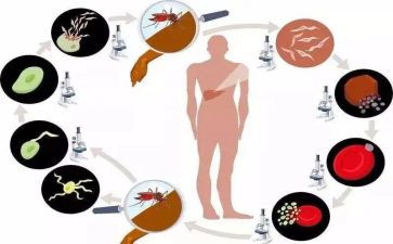 疟疾活动宣传总结最新6篇