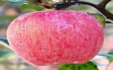 苹果外婆树上的读后感通用6篇