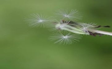 蒲公英作文300字7篇