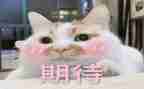 军训的期待作文模板8篇