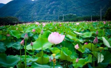 我的生活里有作文600字优质8篇