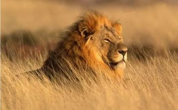 狮子和狼的读后感7篇